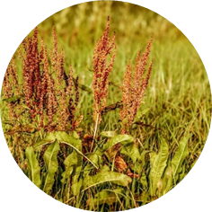 Rumex